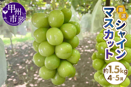 厳選シャインマスカット 約1.5kg（4～5房）【2026年発送】（SFN）B15-1011 シャインマスカット フルーツ