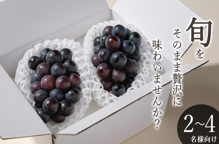 甲州市産 種無し巨峰 2房入(約900g)自然農法[2026年発送](BNC)B-826 巨峰 フルーツ