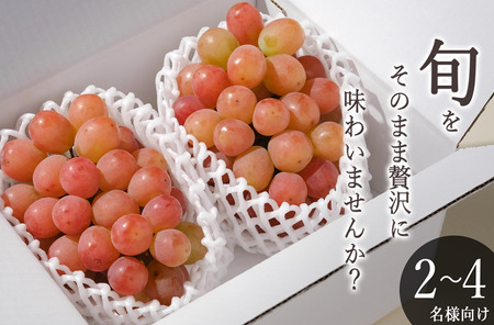 甲州市産 サンシャインレッド 2房入(約1.1kg)自然農法[2026年発送](BNC)B16-425 サンシャインレッド フルーツ