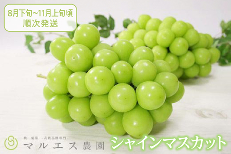 クール配送「マルエス農園」シャインマスカット2房〜3房 合計1.5kg以上[2026年発送](MS)B15-111 シャインマスカット フルーツ