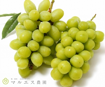 (クール配送)「マルエス農園」ジュエルマスカット シャインマスカット 1.2kg以上[2026年発送](MS)C-197 シャインマスカット ジュエルマスカット フルーツ