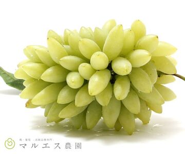 (クール配送)「マルエス農園」 ピッテロビアンコ 合計1.2kg以上[2026年発送](MS)B15-402 ピッテロビアンコ フルーツ