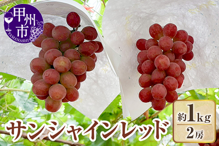 [クール配送]山梨県産サンシャインレッド2房(約1kg)[2026年発送](KFT)C-1812 サンシャインレッド フルーツ