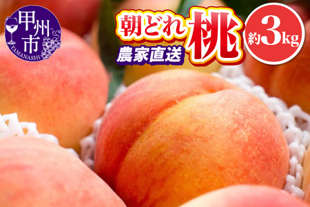 池田青果 朝どれ 大玉 桃 約3kg 7～11玉 農家直送【2025年発送】（IS）B15-456【桃 もも モモ 令和7年発送 期間限定 山梨県産 甲州市 フルーツ 果物】