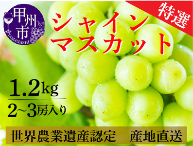 シャインマスカット 1.2kg(2〜3房) 山梨県甲州市 産地直送[2024年発送](ORJ)B12-802[葡萄 ブドウ ぶどう 期間限定]