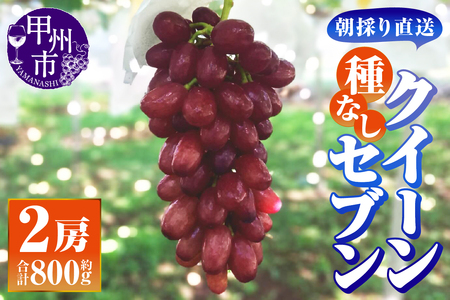 [朝採り直送]クイーンセブン(種無し)2房(約800g)[平均糖度24度][2026年発送](AF)B-459 クイーンセブン ぶどう フルーツ