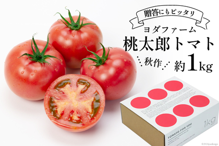 【2025年発送】秋作 トマト 桃太郎 約1kg [ヨダファーム 山梨県 中央市 21470962] とまと tomato 野菜 やさい 1キロ 季節限定 期間限定 産地直送 山梨県産