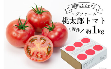 [2026年発送]春作 トマト 桃太郎 約1kg [ヨダファーム 山梨県 中央市 21470963] とまと tomato 野菜 やさい 1キロ 季節限定 期間限定 産地直送 山梨県産 [2026年4月上旬-6月下旬発送予定]