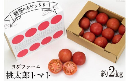 [2026年発送] 春作 トマト 桃太郎 約2kg [ヨダファーム 山梨県 中央市 21470974] とまと 野菜 やさい 2キロ 季節限定 期間限定 産地直送 山梨県産 [2026年4月上旬-6月下旬発送予定]