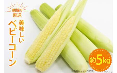 xr[R[ 5kg [n}_ R s 21470819] gERV Ƃ낱 xr[R[ OR[ Ԍ Gߌ ʌ Yn y2026N5{`6{\z