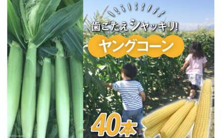 yʌzOR[40{ y؁EƂ낱EOR[ER[zy2026N6{`6{\z