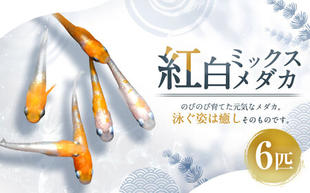 紅白ミックスメダカ 6匹 (1.5〜3cm前後) メダカ めだか 紅白 魚 観賞魚 ペット ひので屋 山梨県 中央市
