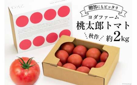 [2026年発送] 秋作 トマト 桃太郎 約2kg [ヨダファーム 山梨県 中央市 21470977] とまと 野菜 やさい 2キロ 季節限定 期間限定 産地直送 山梨県産[2026年10月下旬-12月下旬発送予定]