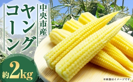 中央市産 ヤングコーン 約2kg コーン 野菜 やさい 旬のお野菜 国産 山梨県産 [ 2026年5月下旬発送予定 ]