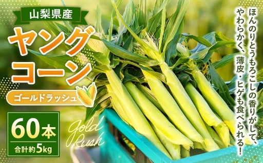 ヤングコーン ( ゴールドラッシュ ) たっぷり 60本 ( 約5kg ) [2026年5月上旬〜下旬迄発送予定] 野菜 やさい とうもろこし トウモロコシ 甘い 水分 糖分 国産 山梨県産 薄皮 ヒゲ