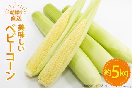 【期間限定発送】 野菜 ベビーコーン 約5kg [ラハマン農園 山梨県 中央市 21470819] トウモロコシ とうもろこし ベビーコーン ヤングコーン 大容量 期間限定 季節限定 数量限定 産地直送