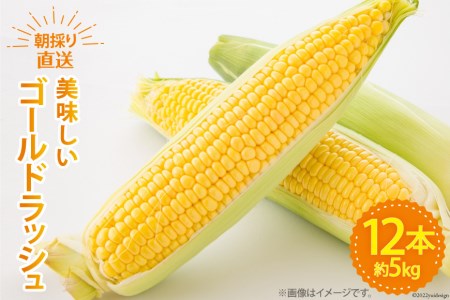 【期間限定発送】 野菜 ゴールドラッシュ 12本 約5kg [ラハマン農園 山梨県 中央市 21470839] トウモロコシ とうもろこし やさい 期間限定 季節限定 数量限定 産地直送