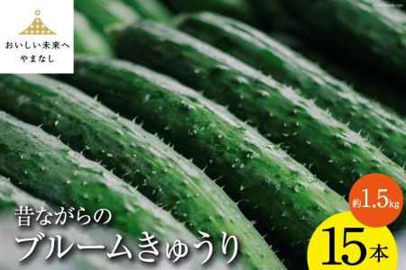 [期間限定発送]昔ながらのブルームきゅうり 15本(約1.5kg) / 胡瓜 きゅうり キュウリ 夏野菜 夏 野菜 やさい 新鮮 期間限定 数量限定 しゃんと畑 山梨県 中央市