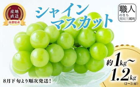 VC}XJbg y2026Nz1`1.2kg (2`3[) Ԃǂ  R t[c ʕ  Mtg Yn lC _ [5839-2236]