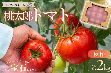 [中央市共通返礼品]秋作 トマト 桃太郎 約2kg とまと 野菜 やさい 2キロ 季節限定 期間限定 産地直送 山梨県産 [2026年10月下旬-12月下旬発送予定] [5839-1548]