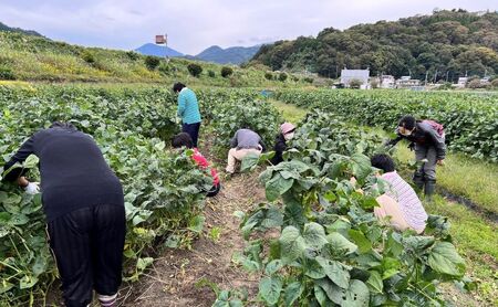 あけぼの大豆 摘み取り体験 産地フェア 枝豆 農業体験 収穫 野菜 豆類 体験 山梨 身延町