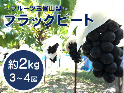 [先行予約2024年発送]希少品種「ブラックビート」3〜4房(約2kg)黒葡萄 山梨 ぶどう 黒