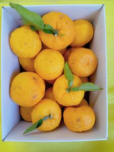y2025Nzp䂸 _ƒ t[cƂĐHׂ䂸 2.4kg ol 11ȍ~\@䂸 Mq Y M 䂸 Y ƒp