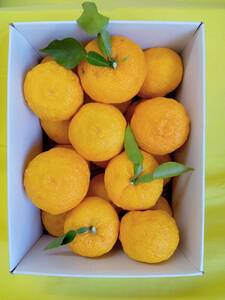 y2025Nz䂸iDǕijt[cƂĐHׂ䂸 2.4kg 11ȍ~\@݂̖Mq{̖@䂸 M Y Mq 䂸 Y