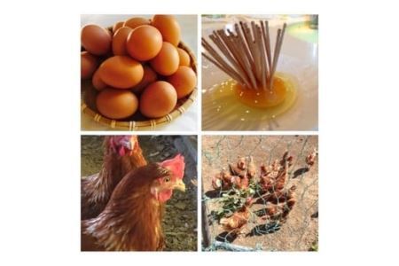 極上ひまわりたまご(40個程度)※破卵補償10個含 卵 鶏卵 玉子