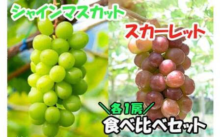 【2026年発送分】赤のスカーレット＆緑のシャインマスカットの食べ比べセット（各１房）　シャイン マスカット ぶどう ブドウ 葡萄 山梨 やまなし フルーツ 果物 新品種 スカーレット 赤ぶどう 食べ比べ セット