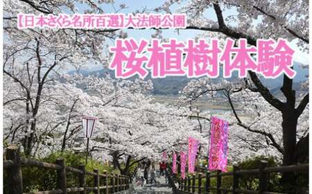 [日本さくら名所百選の地]大法師公園 桜植樹体験 桜 さくら 記念 体験 さくら祭り 桜祭り 植樹 そめいよしの ソメイヨシノ 染井吉野 やまなし 山梨 富士川町