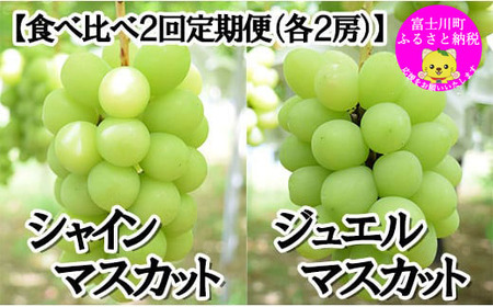 【2025年発送分 先行予約】【２回食べ比べ定期便・別送】シャインマスカット（1.0～1.2kg・２房）＋ジュエルマスカット（1.1～1.4kg・２房）　ぶどう シャイン シャインマスカット ジュエルマスカット フルーツ 果物 山梨 やまなし 定期便 食べ比べ 先行予約  (C3803)