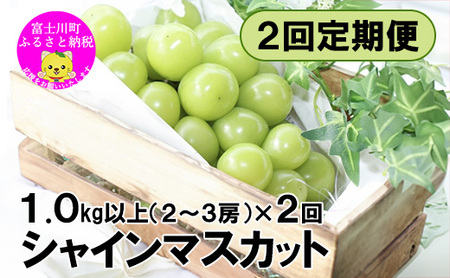 [2025年発送][2回定期便]頬張る幸福感 〜緑の宝石・シャインマスカット〜 計2kg(1.0kg以上・2〜3房を2回[9月上旬・下旬]お届け) シャイン シャインマスカット ぶどう 葡萄 ブドウ 定期便 果物 くだもの フルーツ 山梨 やまなし 富士川町 シャインだけ だけ