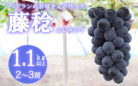 [2026年発送分 先行予約][フルーツ王国山梨]藤稔(ふじみのり) 1.1kg以上(2〜3房) 葡萄 ブドウ ぶどう 果物 くだもの 山梨 やまなし フルーツ 富士川町