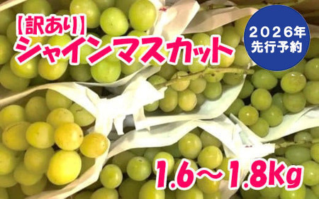 y2026N s\zy󂠂zpVC}XJbg(1.6`1.8kg) @ A 󂠂i VC }XJbg Ԃǂ uhE  p ƒp ƒp { VN  ʕ t[c