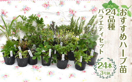 [ハーブショップYOU'樹]おすすめハーブ苗3号ポット24種バラエティセット