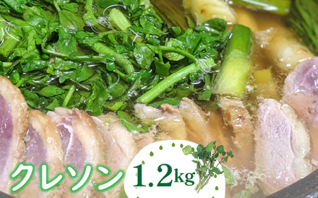 N\ 1200g kCEEւ̔zs ws DSL006