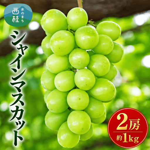 [ふるさと納税] 2026年発送 シャインマスカット 2房 1kg ふるさと納税 フルーツ ぶどう 果物 送料無料 山梨県産 2026 旬 大粒 高級 ブドウ 葡萄 西桂町 ふるさと納税 [ 2026年発送 ]