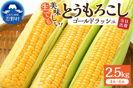 ≪2024年 先行予約≫富士北麓忍野村の気候、水、自然で作られた朝採りトウモロコシ[ゴールドラッシュ]2.5kg