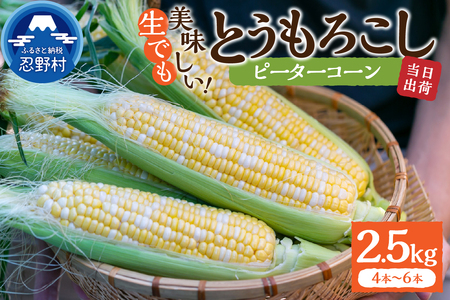 [先行予約] 富士北麓忍野村の気候、水、自然で作られた朝採りトウモロコシ[ピーターコーン] 2.5kg