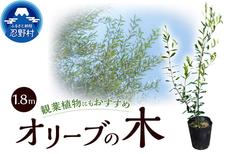 植木 オリーブ1.8m