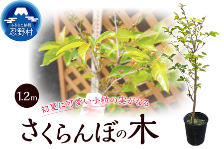 さくらんぼの木(桜桃)[品種:暖地]1.2m