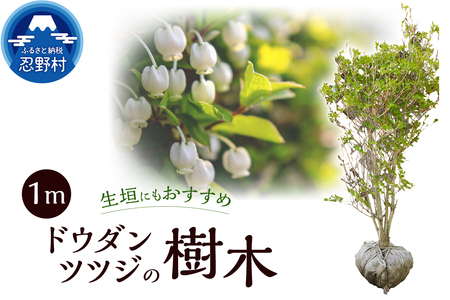 植木 ドウダンツツジ 1m