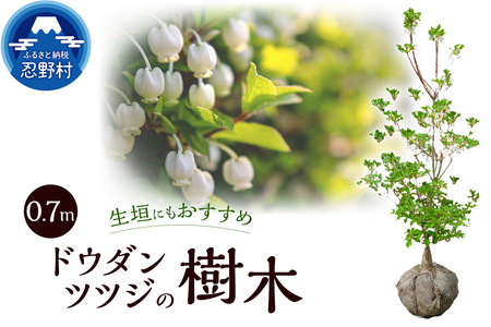 植木 ドウダンツツジ 0.7m