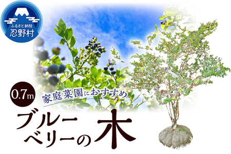 植木 ブルーベリーの木 株立ち 0.7m