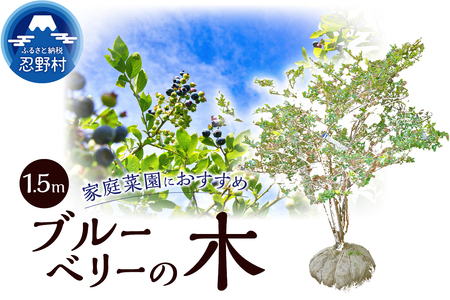 植木 ブルーベリーの木 株立ち 1.5m