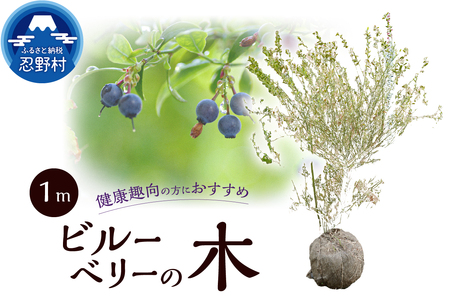 植木 ビルーベリーの木 1m