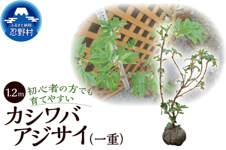 植木 カシワバアジサイ(一重) 1.2m