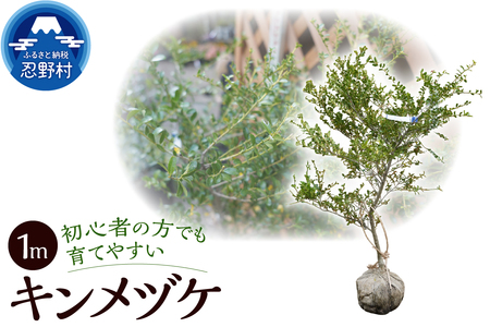 植木 キンメツゲ 1m