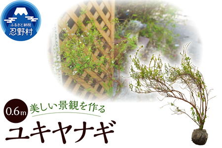 植木 ユキヤナギ(雪柳) 0.6m